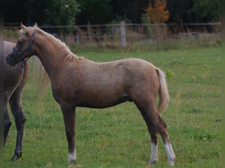 Small German riding horse Stallion Foal (05/2024) 15,1 hh Palomino in Wustrau