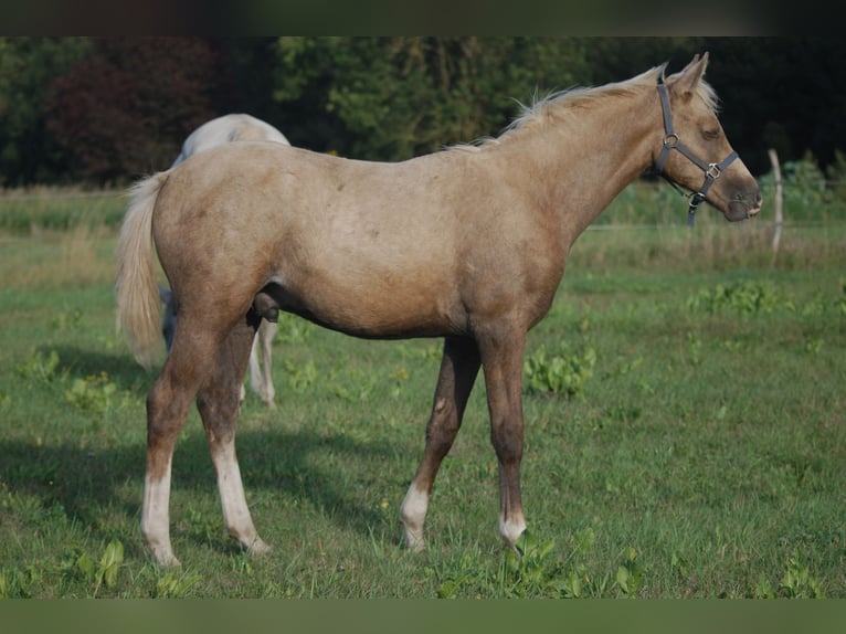 Small German riding horse Stallion Foal (05/2024) 15,1 hh Palomino in Wustrau