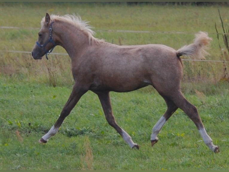 Small German riding horse Stallion Foal (05/2024) 15,1 hh Palomino in Wustrau