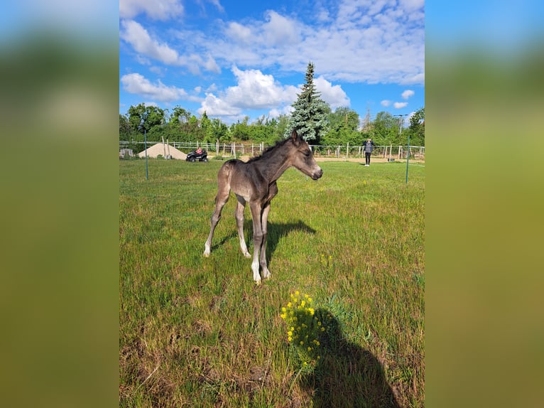Small German riding horse Stallion Foal (05/2025) 15 hh in J&#xFC;trichau