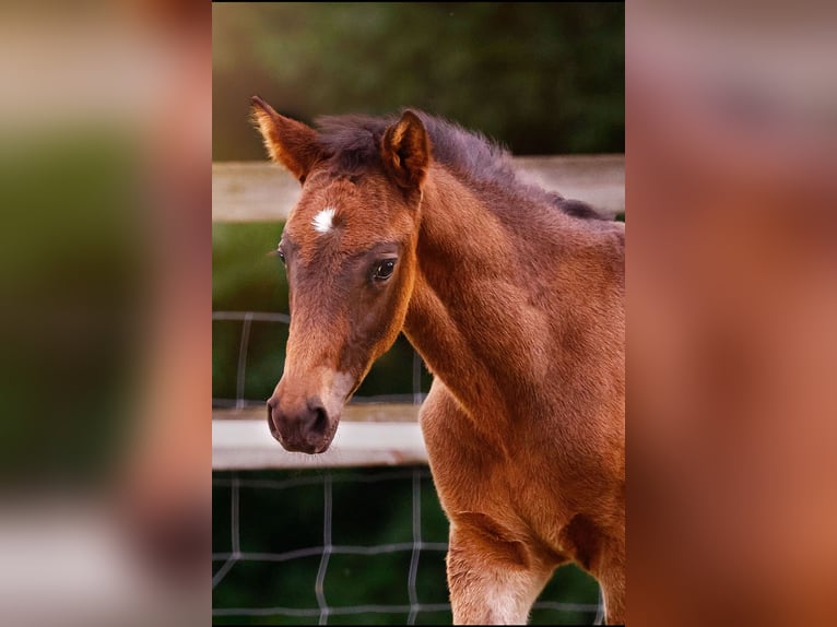 Small German riding horse Stallion  15,2 hh Smoky-Black in Grevenbroich