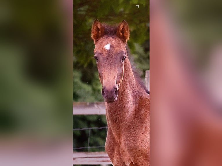 Small German riding horse Stallion  15,2 hh Smoky-Black in Grevenbroich