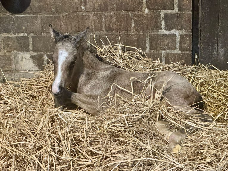Small German riding horse Stallion Foal (04/2026) 16 hh Buckskin in Grevenbroich