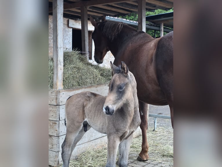 Small German riding horse Stallion Foal (01/2026) 16 hh Dun in Duingen