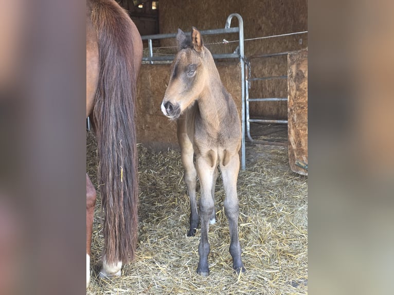 Small German riding horse Stallion Foal (01/2026) 16 hh Dun in Duingen