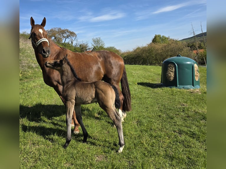 Small German riding horse Stallion Foal (01/2026) 16 hh Dun in Duingen