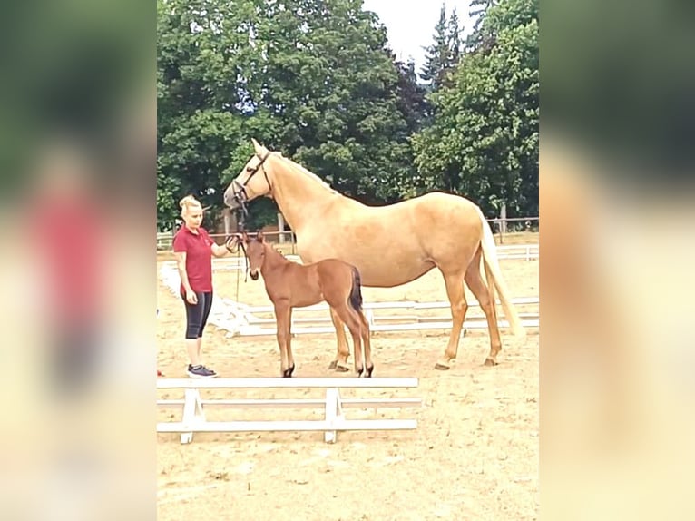 Small German riding horse Stallion Foal (01/2026) Brown in Arnstein