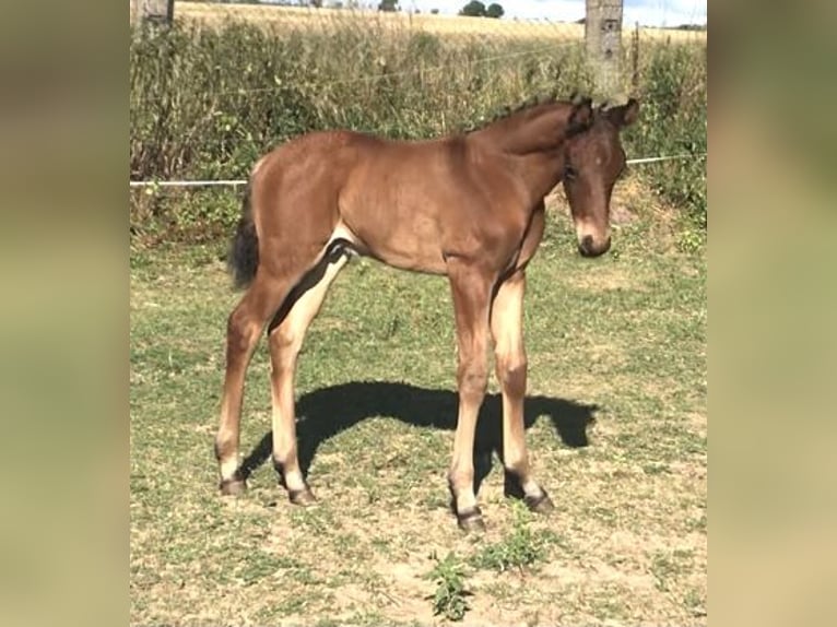 Small German riding horse Stallion Foal (01/2026) Brown in Arnstein