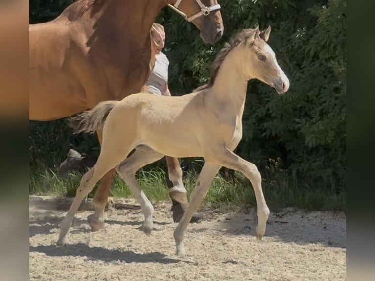 Small German riding horse Stallion Foal (05/2026) Buckskin in Schönthal