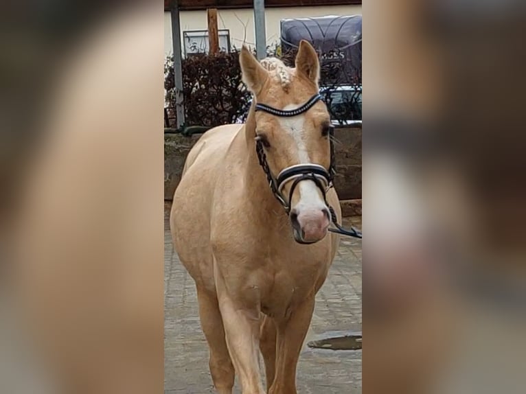 Small German riding horse Stallion Palomino in Creglingen