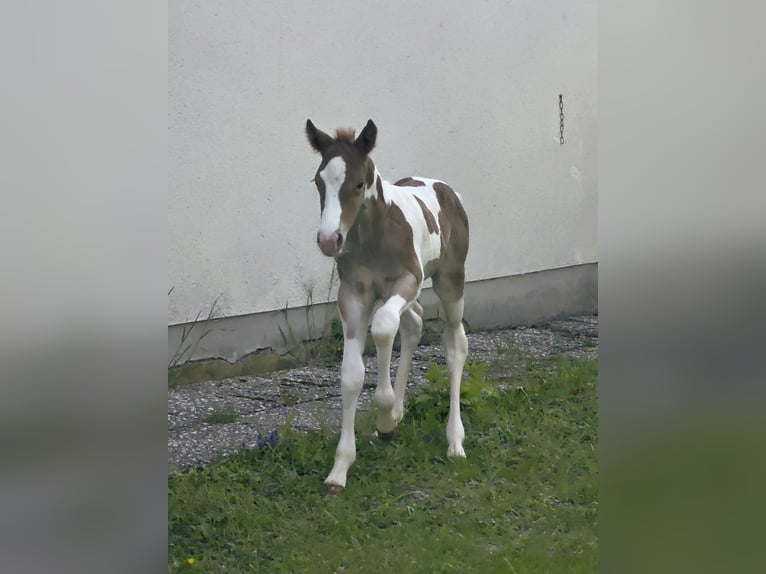 SMARTYS DANCING SISKO Poni cuarto de milla Semental Tobiano-todas las-capas in Frielendorf