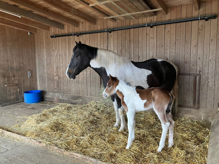 SMARTYS DANCING SISKO Quarter-ponny Hingst Tobiano-skäck-alla-färger in Frielendorf