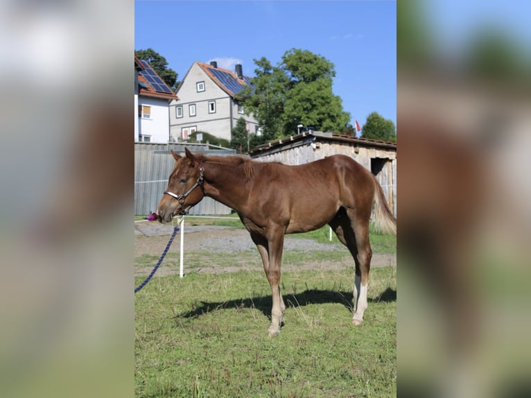 SMARTYS DANCING SISKO Quarter Pony Stallion Tobiano-all-colors in Frielendorf