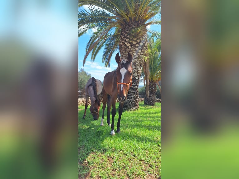 Snelheidsrackpaard Hengst 2 Jaar 157 cm Donkerbruin in Manacor
