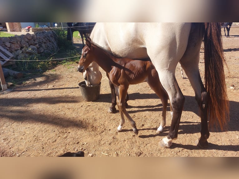 Snelheidsrackpaard Hengst 2 Jaar 157 cm Donkerbruin in Manacor