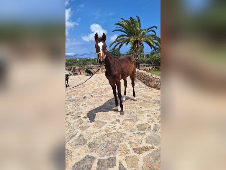 Snelheidsrackpaard Hengst 2 Jaar 157 cm Donkerbruin in Manacor