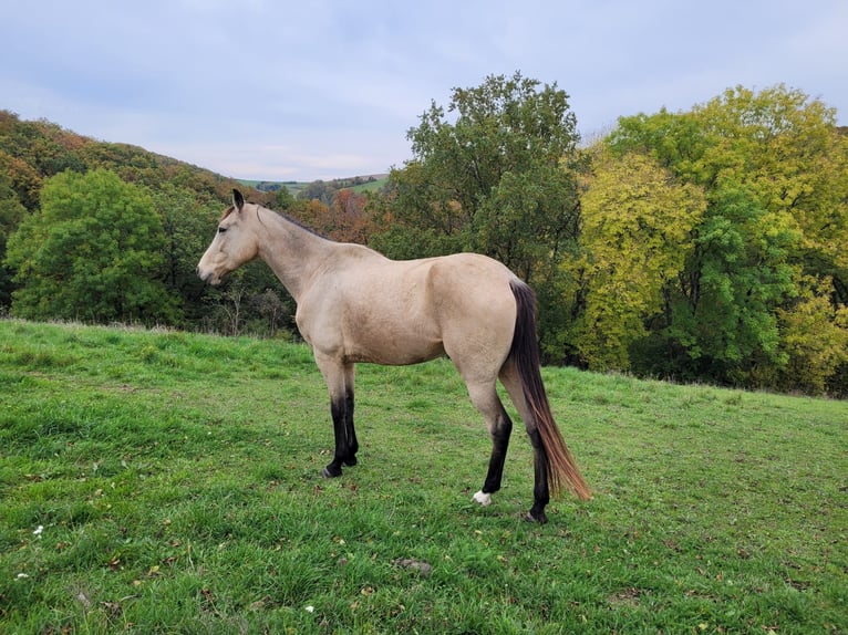 Snelheidsrackpaard Merrie 11 Jaar 159 cm Buckskin in Kaiserslautern
