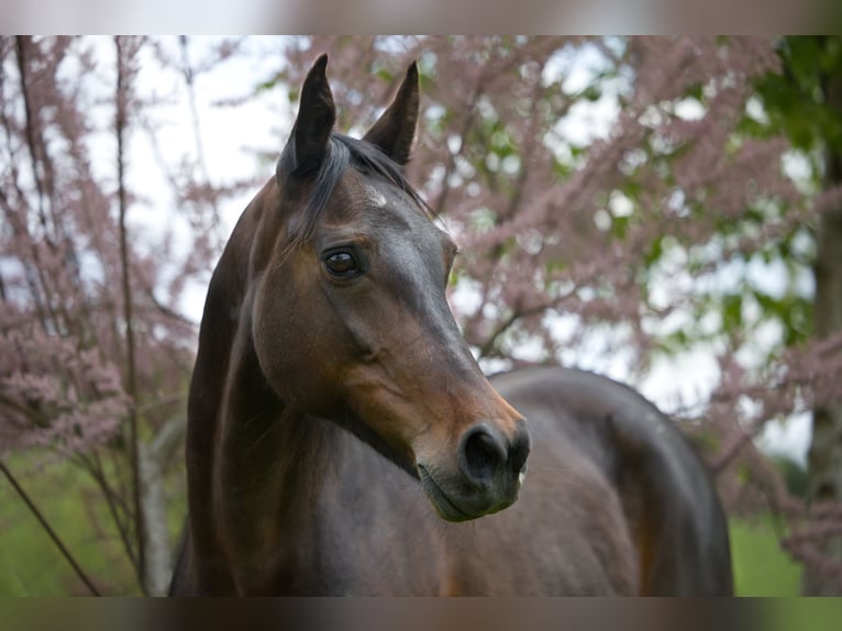 Snelheidsrackpaard Merrie 13 Jaar 150 cm Donkerbruin in Aletshausen