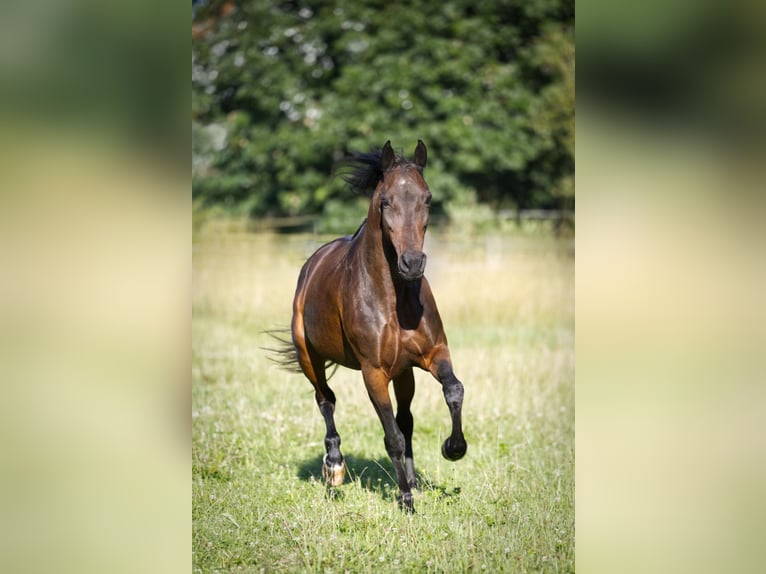 Snelheidsrackpaard Merrie 13 Jaar 150 cm Donkerbruin in Aletshausen