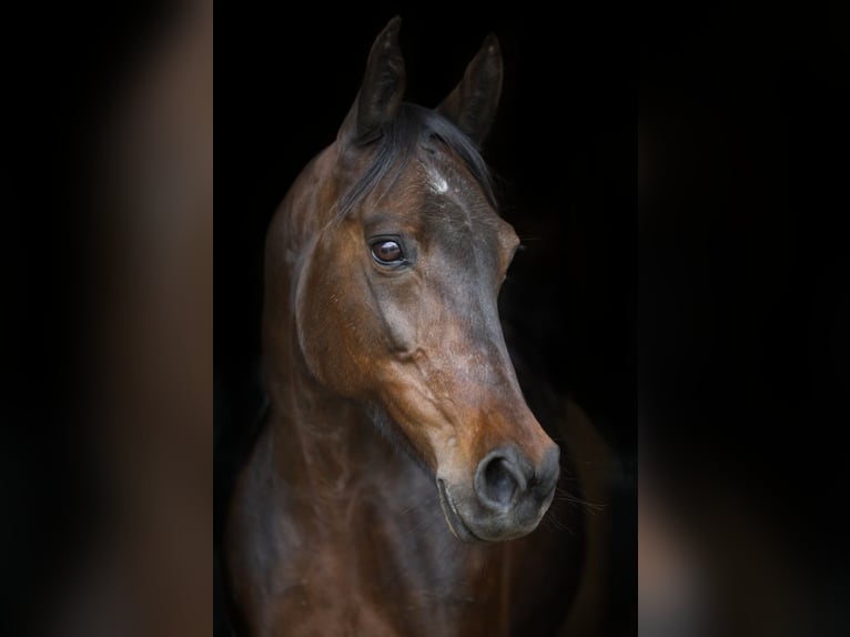 Snelheidsrackpaard Merrie 13 Jaar 150 cm Donkerbruin in Aletshausen