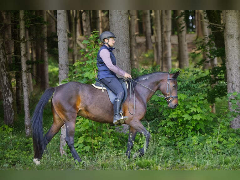 Snelheidsrackpaard Merrie 13 Jaar 150 cm Donkerbruin in Aletshausen