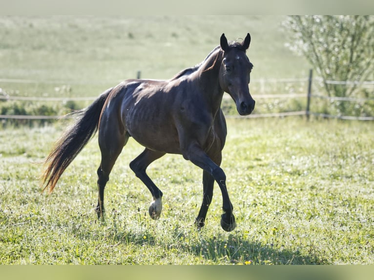 Snelheidsrackpaard Merrie 13 Jaar 150 cm Donkerbruin in Aletshausen