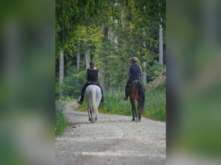 Snelheidsrackpaard Merrie 13 Jaar 150 cm Donkerbruin in Aletshausen