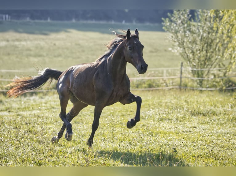 Snelheidsrackpaard Merrie 13 Jaar 150 cm Donkerbruin in Aletshausen