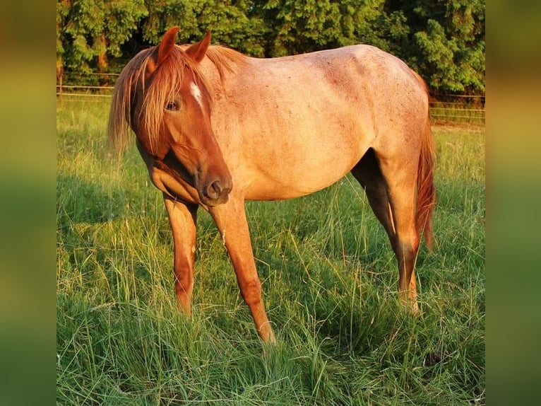 Snelheidsrackpaard Merrie 2 Jaar 158 cm Roan-Red in Saarland