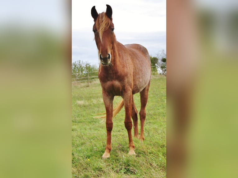Snelheidsrackpaard Merrie 3 Jaar 158 cm Roan-Red in Saarland
