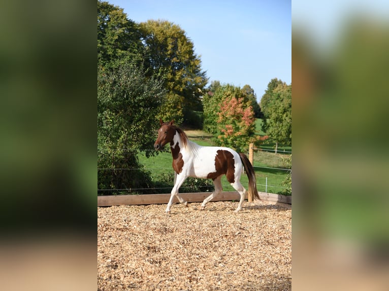 Snelheidsrackpaard Merrie 5 Jaar 153 cm Bruin in Sch&#xF6;mberg