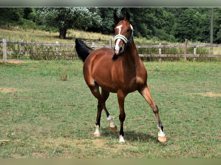 Snelheidsrackpaard Merrie 5 Jaar 153 cm Bruin in Sch&#xF6;mberg