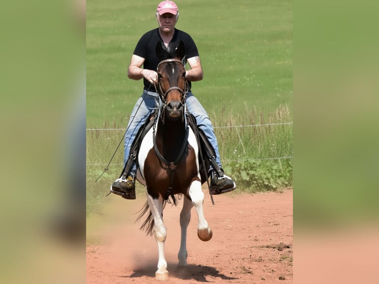 Snelheidsrekpaard Merrie 11 Jaar 158 cm Tobiano-alle-kleuren in Eußerthal