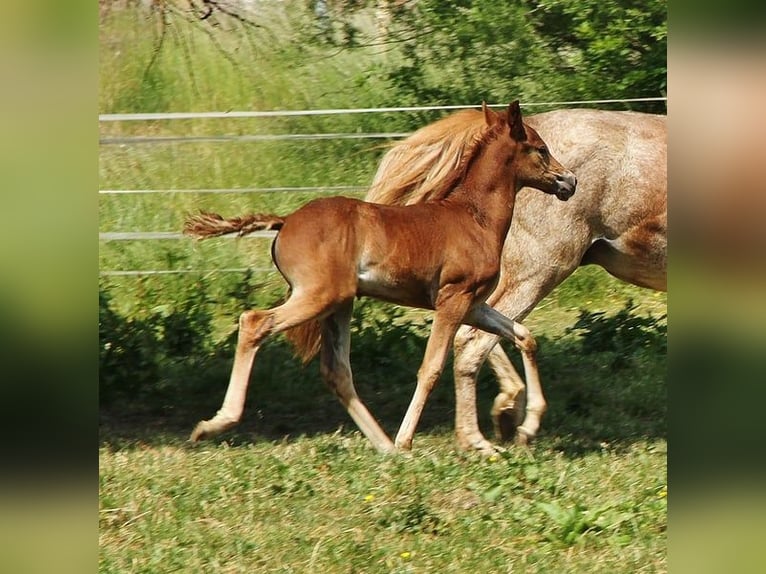 Snelheidsrekpaard Merrie 3 Jaar 156 cm Roan-Red in Saarland