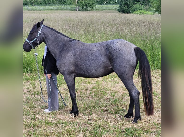 Snelheidsrekpaard Merrie 4 Jaar 138 cm Roan-Blue in Kaiserslautern