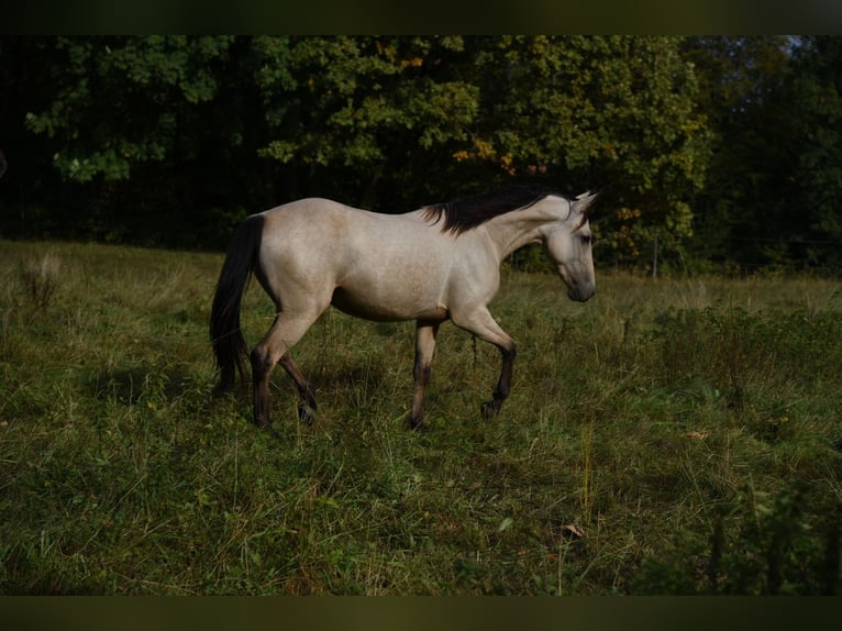 Snelheidsrekpaard Merrie 5 Jaar 145 cm Buckskin in Schömberg