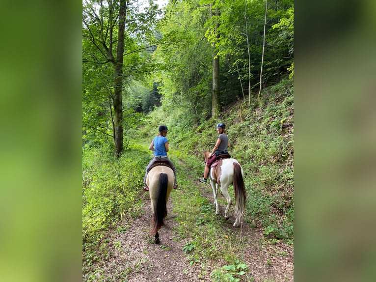 Snelheidsrekpaard Merrie 5 Jaar 152 cm Gevlekt-paard in Schömberg