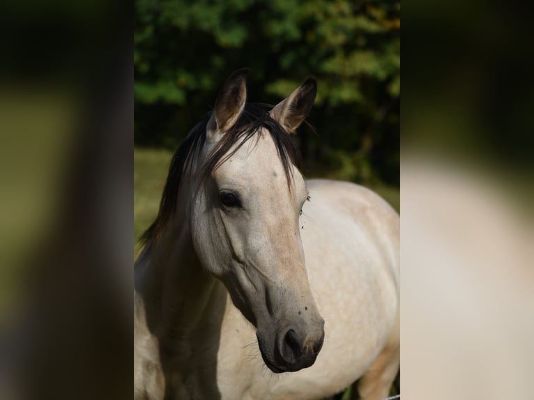 Snelheidsrekpaard Merrie 5 Jaar 153 cm Bruin in Sch&#xF6;mberg