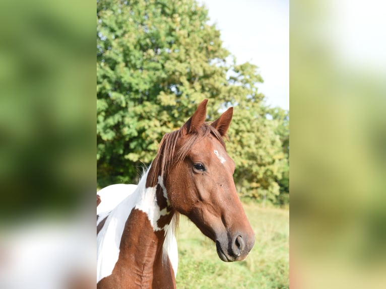 Snelheidsrekpaard Merrie 5 Jaar 153 cm Bruin in Sch&#xF6;mberg