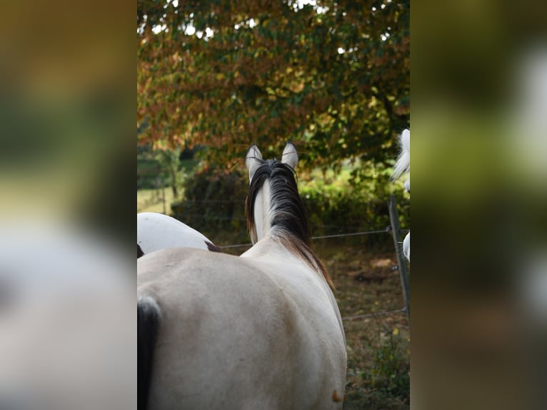 Snelheidsrekpaard Merrie 6 Jaar 153 cm Bruin in Schömberg