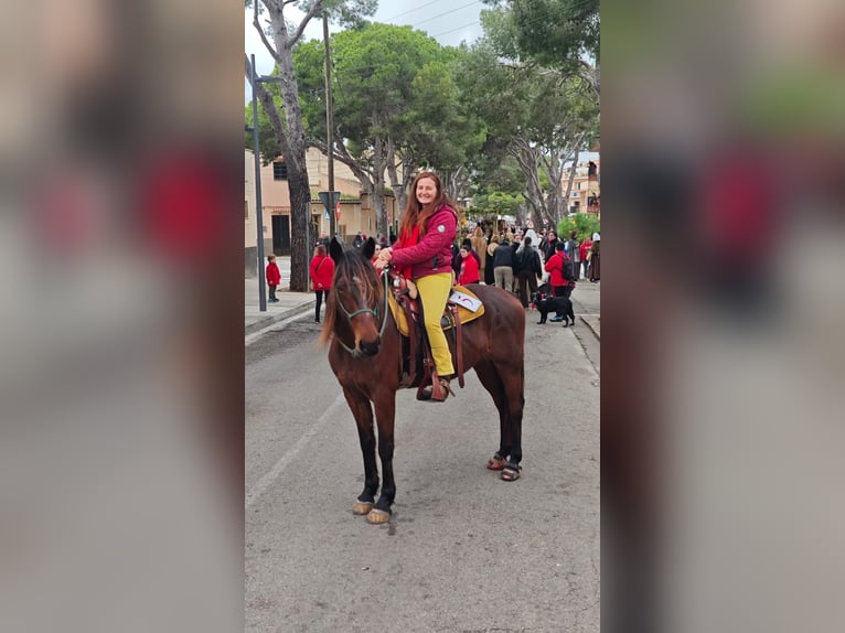 Snelheidsrekpaard Merrie 8 Jaar 154 cm Bruin in Mallorca