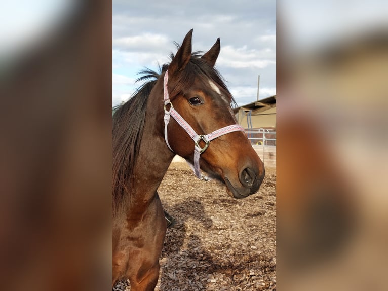 Snelheidsrekpaard Merrie 8 Jaar 154 cm Bruin in Mallorca