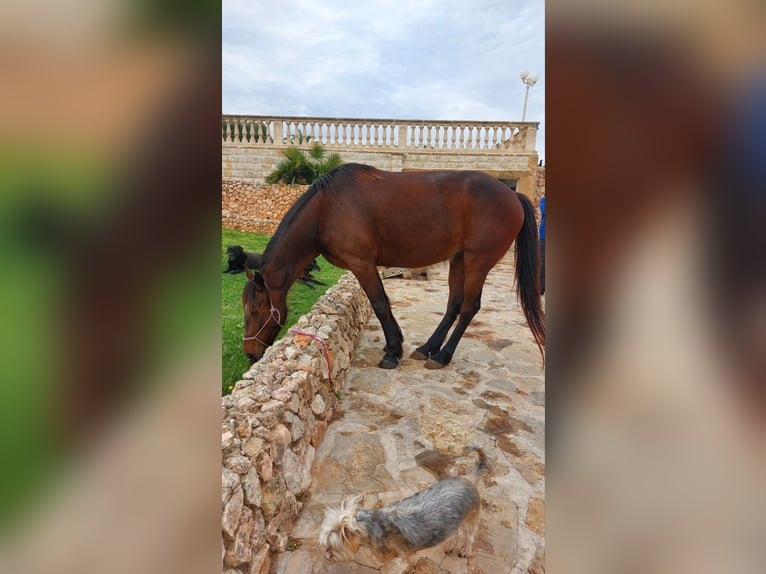 Snelheidsrekpaard Merrie 8 Jaar 156 cm Donkerbruin in Gondenbrett