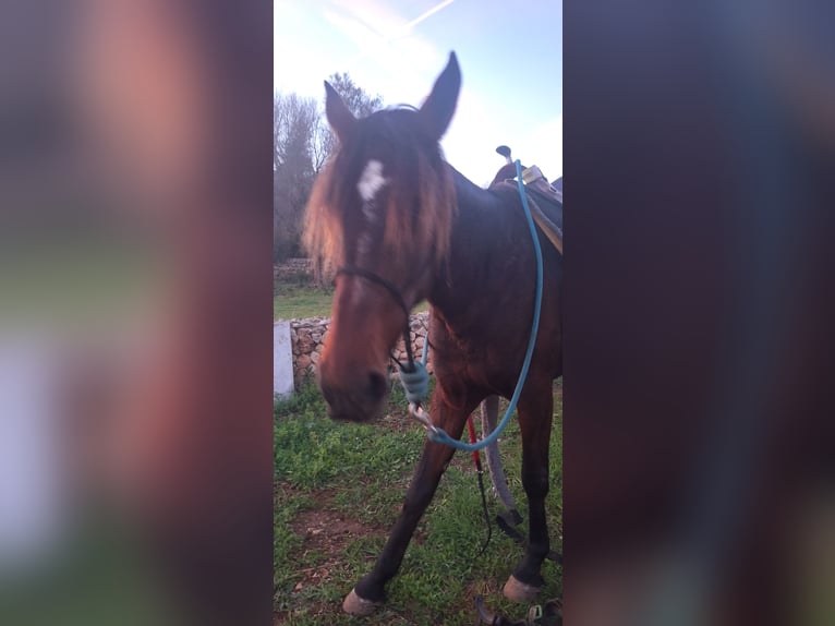 Snelheidsrekpaard Merrie 8 Jaar 156 cm Donkerbruin in Porto Cristo