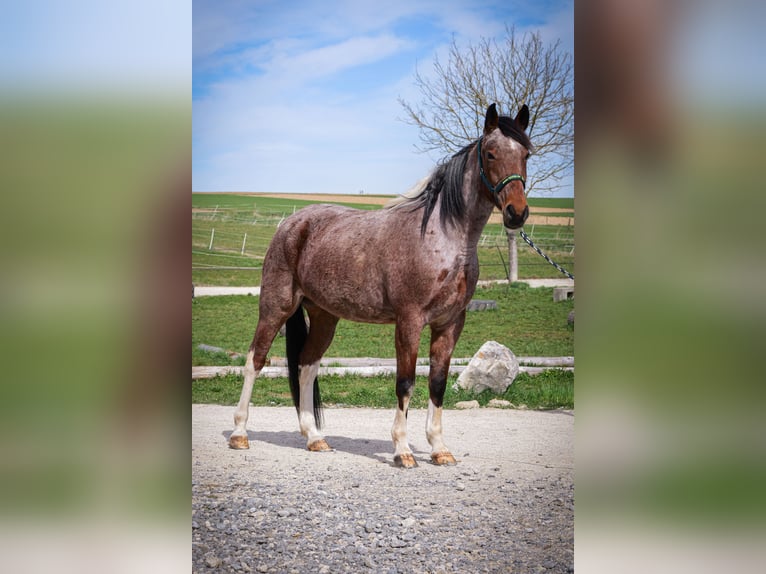 Snelheidsrekpaard Merrie 9 Jaar 157 cm Gevlekt-paard in Aichtal