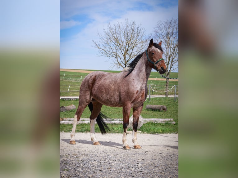 Snelheidsrekpaard Merrie 9 Jaar 157 cm Gevlekt-paard in Aichtal