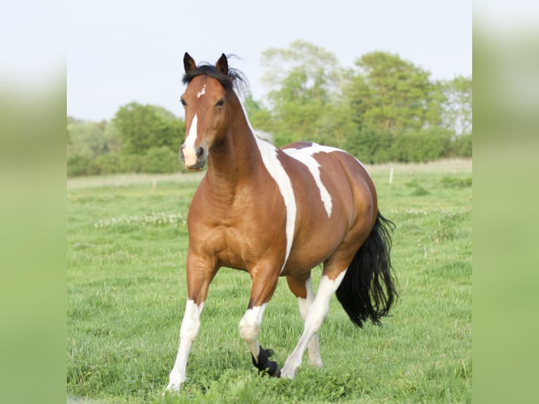 Snelheidsrekpaard Ruin 10 Jaar 153 cm Gevlekt-paard in Ribbesbüttel