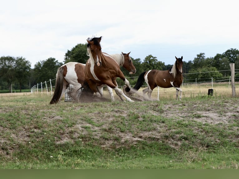 Snelheidsrekpaard Ruin 10 Jaar 153 cm Gevlekt-paard in Ribbesbüttel
