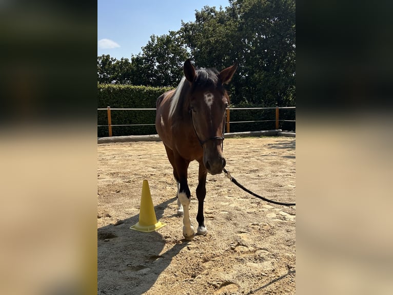 Snelheidsrekpaard Ruin 3 Jaar 155 cm Gevlekt-paard in Lahntal