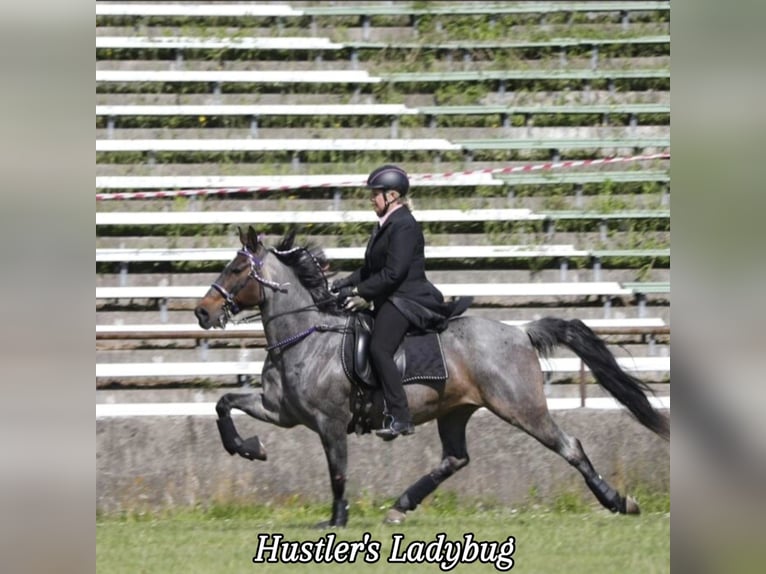 Snelheidsrekpaard Ruin 3 Jaar 156 cm Bruin in Aichtal